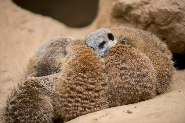 写真 羊のクローズアップ