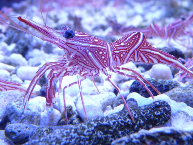 写真 海で泳ぐエビのクローズアップ