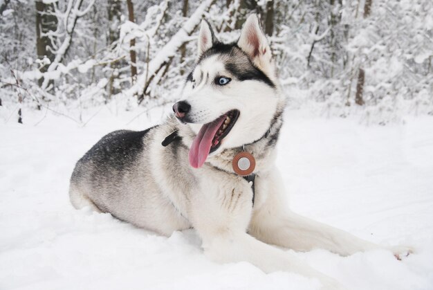 写真 雪に覆われた畑でリラックスしているシベリア・ハスキーのクローズアップ