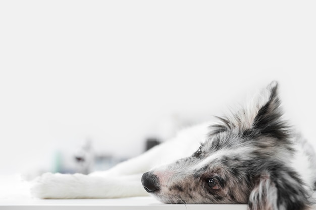 Фото Крупный план больной собаки, лежащей на столе в ветеринарной клинике