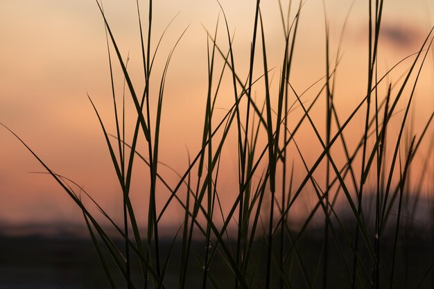 写真 夕暮れのオレンジ色の空に比べて成長するシルエットの草のクローズアップ