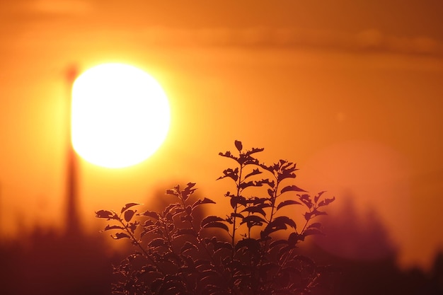 Фото Близкий план силуэта растения на ярком солнце