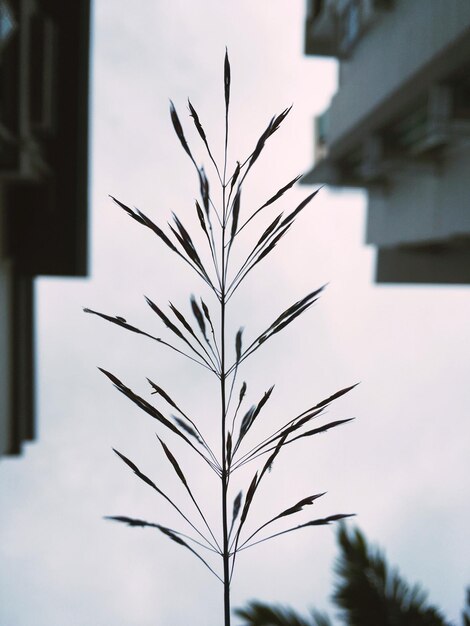 Фото Близкий план силуэта растения на чистом небе