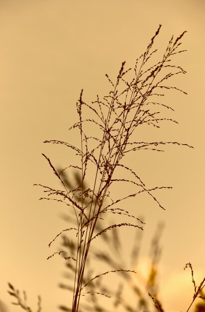사진 해가 지는 동안 하늘을 배경으로 실루 식물의 클로즈업