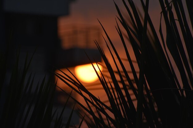 Фото Близкий план силуэтных растений на фоне неба во время захода солнца