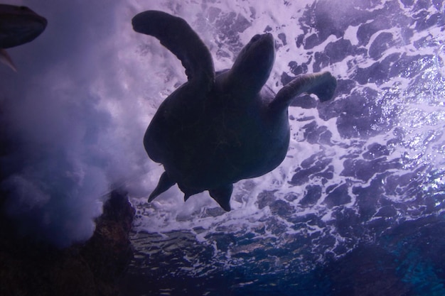 写真 水中を泳ぐシルエットカメのクローズアップ