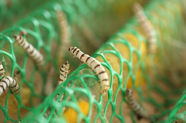 写真 蚕のクローズアップ