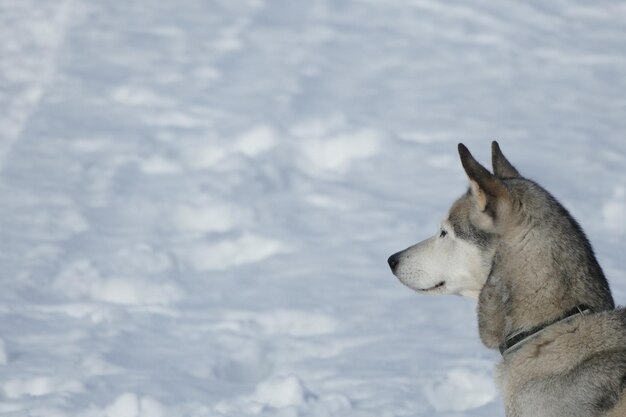 写真 ドイツの雪の中のスレッド・ドッグのクローズアップ