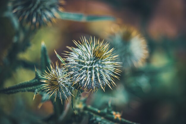 사진 작은 cirsium vulgare 싹의 클로즈업