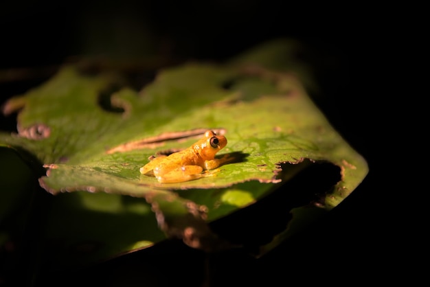 Фото Близкий план маленькой лягушки на листе в тропических лесах амазонии