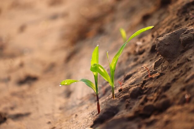 写真 畑で成長する小さな植物のクローズアップ