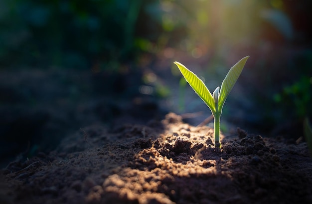 写真 畑で成長する小さな植物のクローズアップ