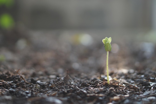 写真 畑で成長する小さな植物のクローズアップ