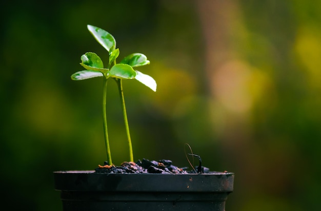 写真 外で育つ小さな植物のクローズアップ