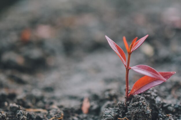 写真 泥の中の小さな植物のクローズアップ