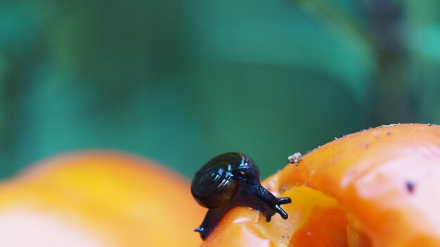 写真 食べ物の上にあるカタツムリのクローズアップ