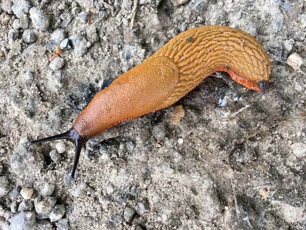 写真 地上にあるカタツムリのクローズアップ