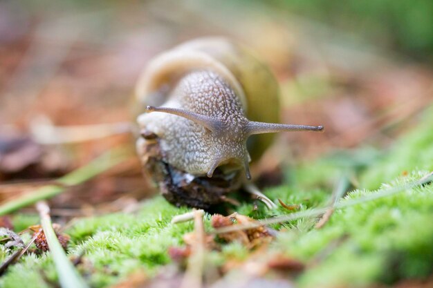 写真 陸上のカタツムリのクローズアップ