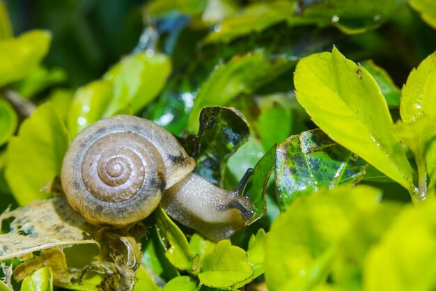 写真 葉の上のカタツムリのクローズアップ