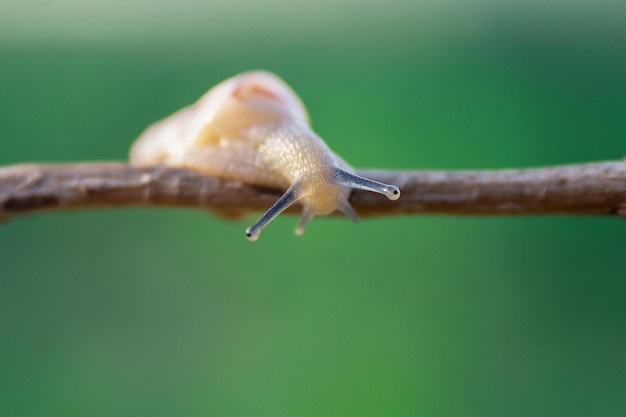 写真 葉の上のカタツムリのクローズアップ