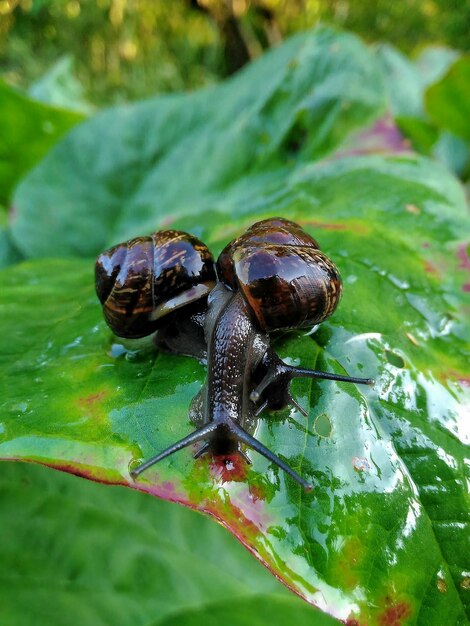 写真 葉の上のカタツムリのクローズアップ