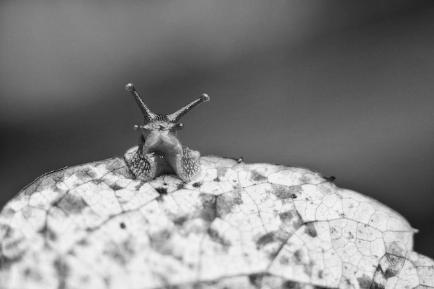 写真 葉の上のカタツムリのクローズアップ