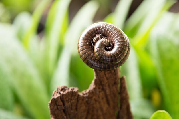 写真 葉の上のカタツムリのクローズアップ