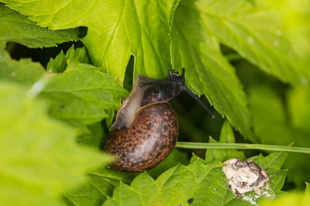 写真 葉の上のカタツムリのクローズアップ