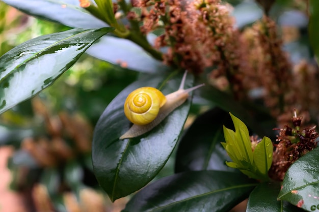 写真 植物上のカタツムリのクローズアップ