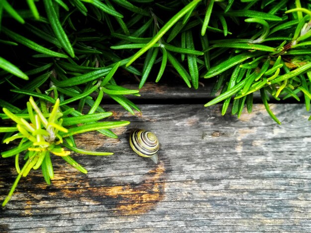 写真 植物上のカタツムリのクローズアップ