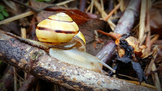 写真 枝の上のカタツムリのクローズアップ