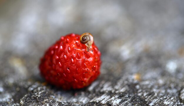 写真 野生のイチゴの上にあるカタツムリのクローズアップ