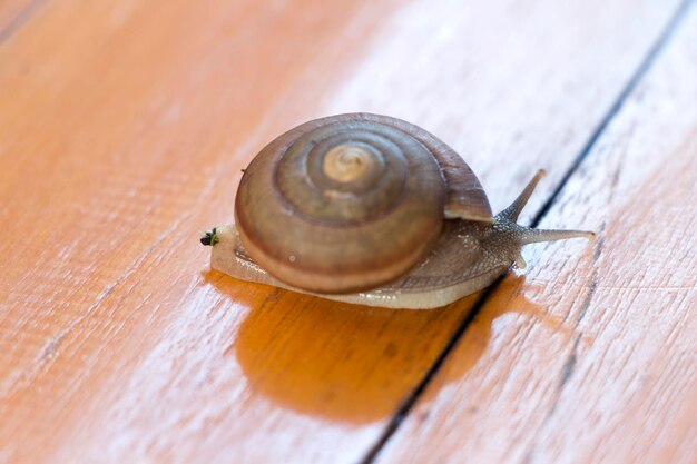 写真 木の上にあるカタツムリのクローズアップ