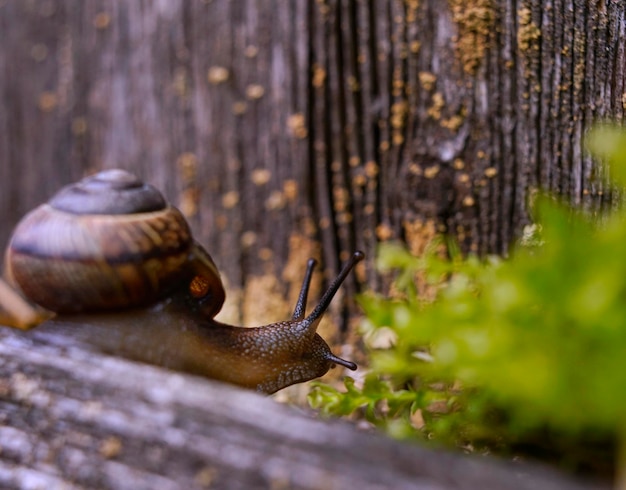 写真 カタツムリのクローズアップ