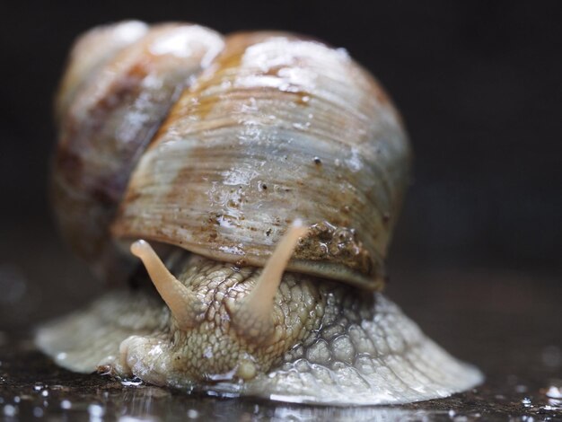 写真 カタツムリのクローズアップ