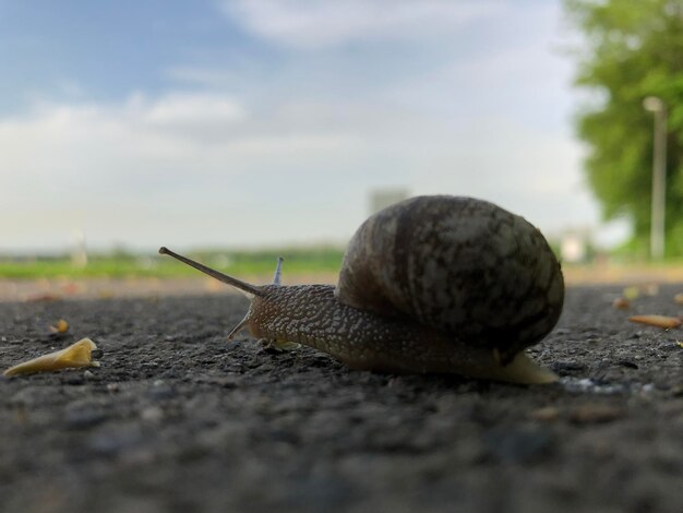 写真 カタツムリのクローズアップ