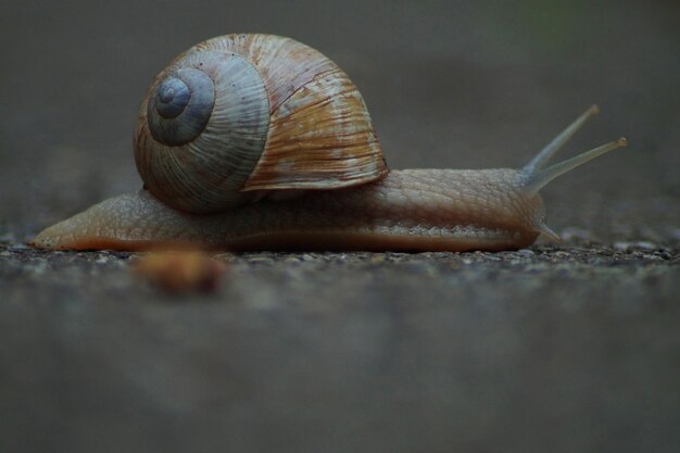 写真 カタツムリのクローズアップ