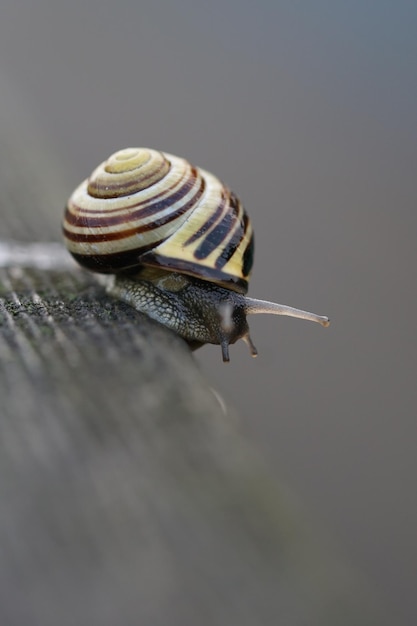 写真 カタツムリのクローズアップ