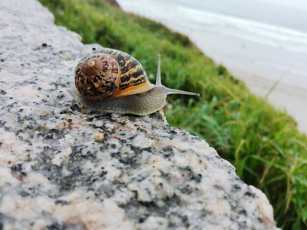 写真 カタツムリのクローズアップ