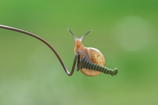 写真 カタツムリのクローズアップ