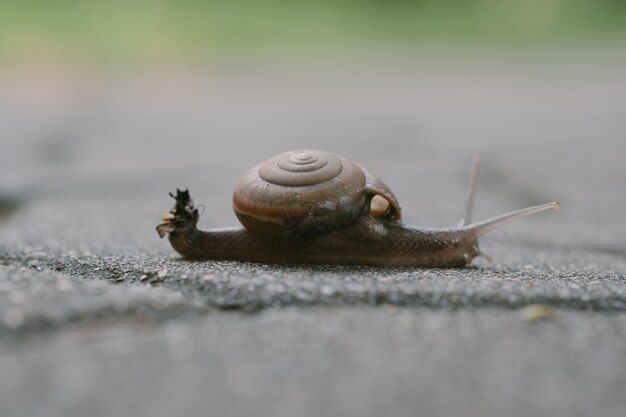 写真 カタツムリのクローズアップ