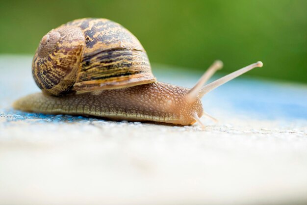 写真 カタツムリのクローズアップ