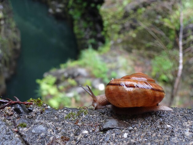 写真 カタツムリのクローズアップ