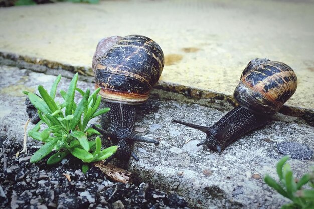 写真 地上にあるカタツムリのクローズアップ