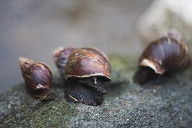 写真 岩の上にあるカタツムリのクローズアップ