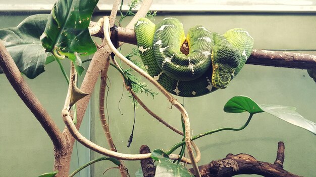 写真 動物園の枝の上にあるヘビのクローズアップ