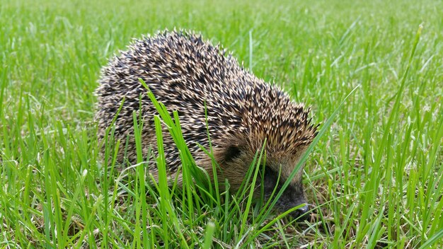 写真 フィールド上のヘビのクローズアップ