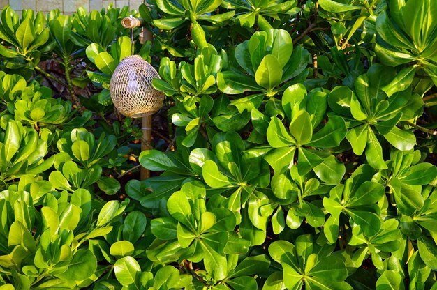 写真 植物上のヘビのクローズアップ