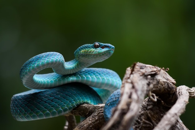 写真 木の上にあるヘビのクローズアップ