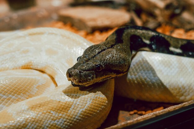 写真 蛇のクローズアップ